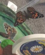 Butterflies